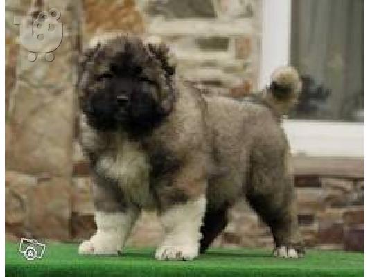 PoulaTo: Καυκασου καθαροαιμο κουταβακι